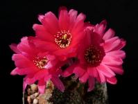 Thumbnail of 2023_Chamaecereus Hybride_20170516(1).JPG